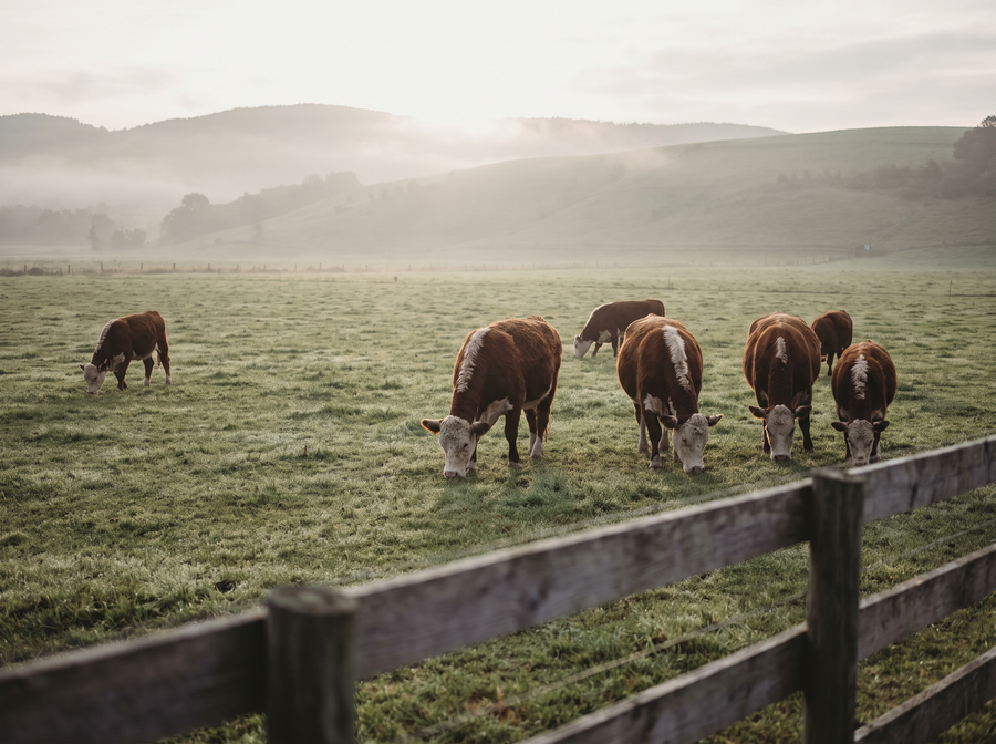 GRASS-FED TALLOW