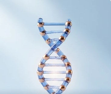 Glass model of a copper peptide strand